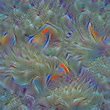 n01910747 jellyfish
